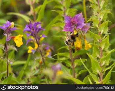 Bee collects nectar from flowers (Melampyrum nemorosum). Bee collects nectar from flowers (Melampyrum nemorosum)