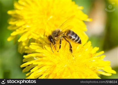 Bee collects nectar on a yellow dandelion