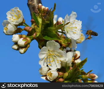 Bee collects pollen from a white flowers