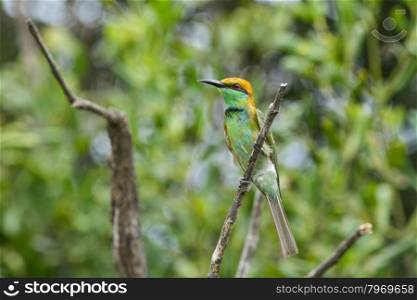 Bee eater Bird (Chestnut headed Bee-eater) on a branch in nature