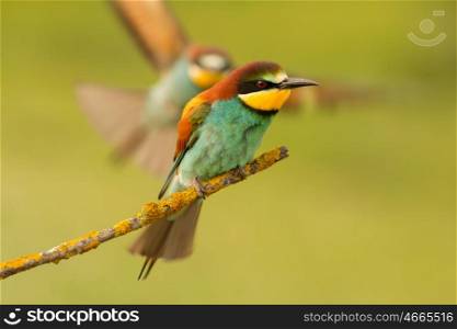 Bee-eater perched on a branch and your the partner comes flying
