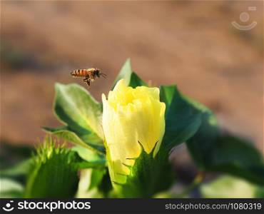 Bee flies to yellow flower of cotton. Macro shooting.