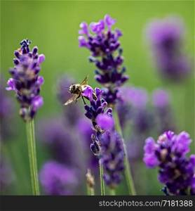 bee flying amidst lavender plants