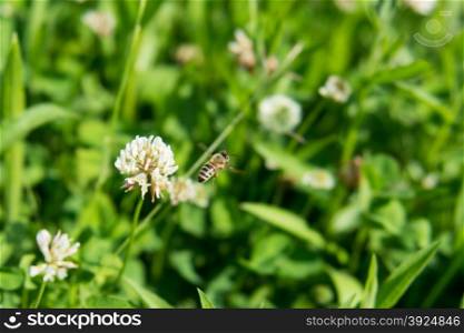 Bee flying from clover. Bee flying from white clover on a meadow