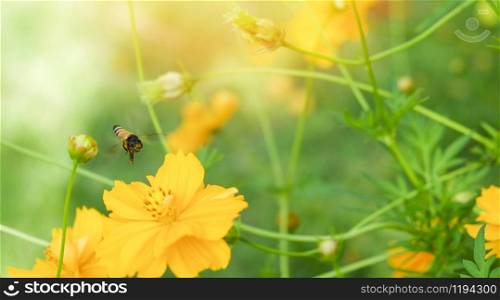 bee flying on the yellow flower on nature spring and green background