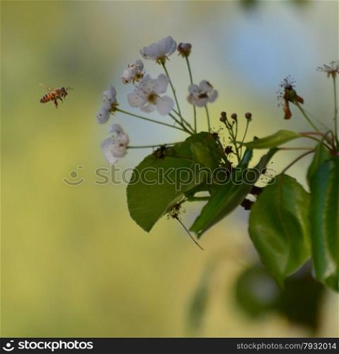 bee flying to the white flowers growing on a tree