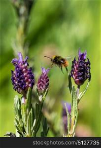 Bee flying towards Lavender flower