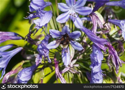Bee gathering an Agapanthus flower in a garden during summer