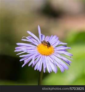 Bee gathering nectar on the purple camomile&#xA;