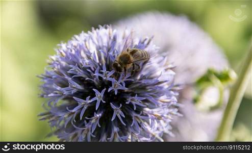 bee globe thistle flower