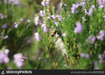 bee heather flower insect