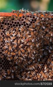 Bee hive sitting on honeycomb