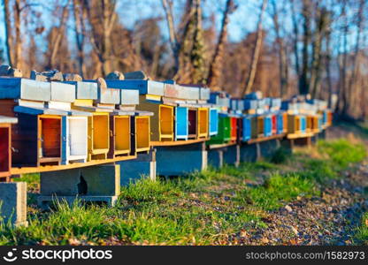 Bee hives colored to stand side by side on the field in northern Italy