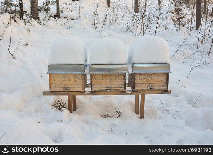 Bee hives in winter
