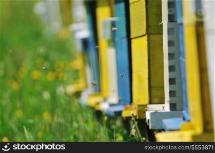 bee home at meadow with flowers and fresh green grass on spring season