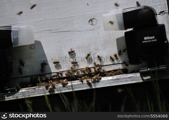 bee home at meadow with flowers and fresh green grass on spring season