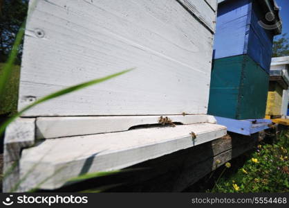 bee home at meadow with flowers and fresh green grass on spring season