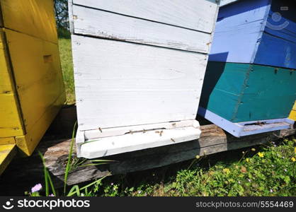 bee home at meadow with flowers and fresh green grass on spring season