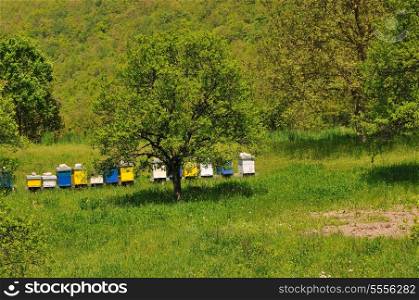 bee home at meadow with flowers and fresh green grass on spring season