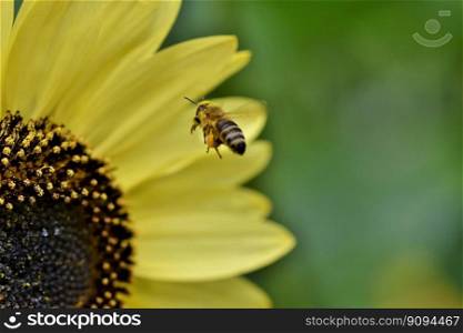 bee honey bee insect flight flying