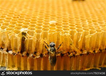 Bee in a beehive on honeycomb