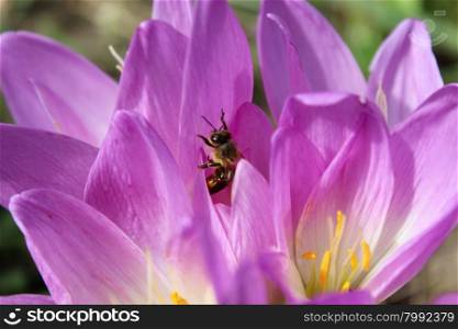 bee in beautiful pink flowers of Colchicum autumnale blossoming in the Autumn