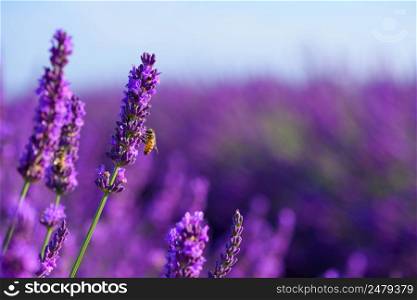 Bee in blossoming lavender flowers feeding on nectar and pollen. Honeybee pollinating lavender bushes on field honey Provence France.