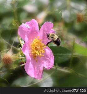 Bee in Pink Flower