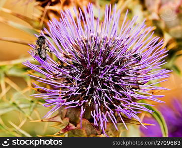 Bee in Thistle