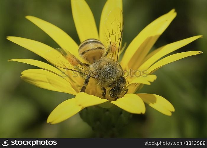 Bee in yellow flower