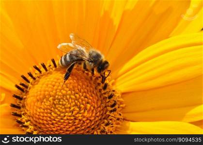 bee insect flower honey bee animal