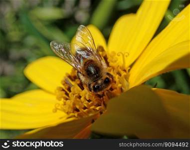 bee insect pollen flower yellow