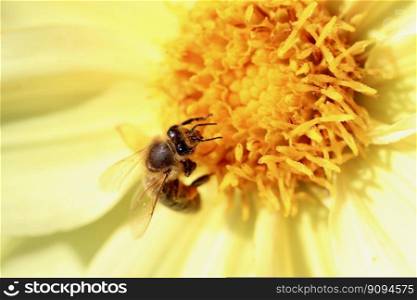 bee insect pollen petals flower