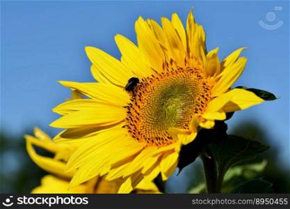 bee insect sunflower flower