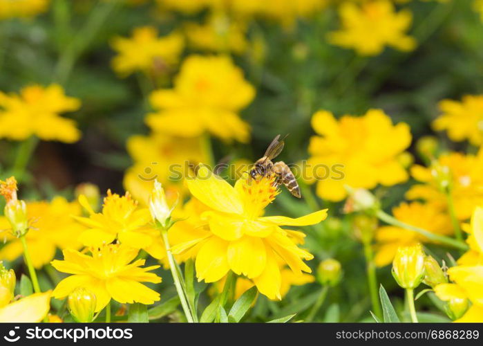 Bee looking for nectar In pollen in yellow flowers.