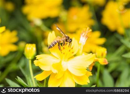Bee looking for nectar In pollen in yellow flowers.