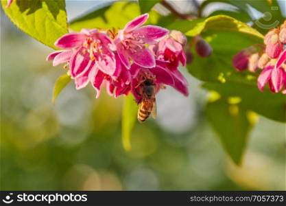 Bee looking for nectar on pink apple blossoms. Bee with apple blossoms