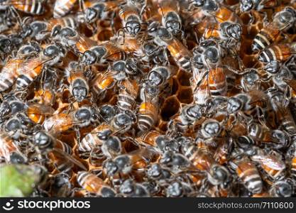Bee macro at nest