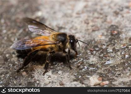 Bee macro is looking for food
