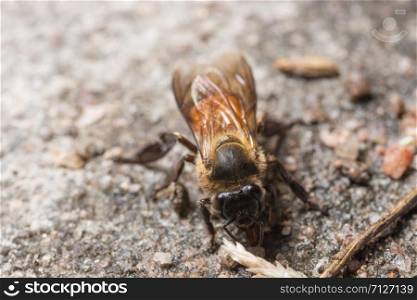 Bee macro is looking for food