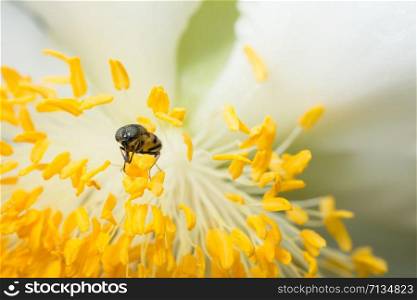 Bee macro scale with flowers