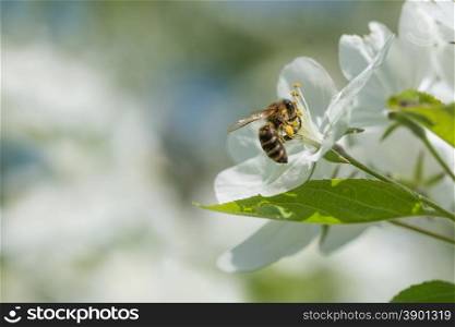 Bee melliferous collects nectar from a white flowers of apple tree in a spring garden close-up