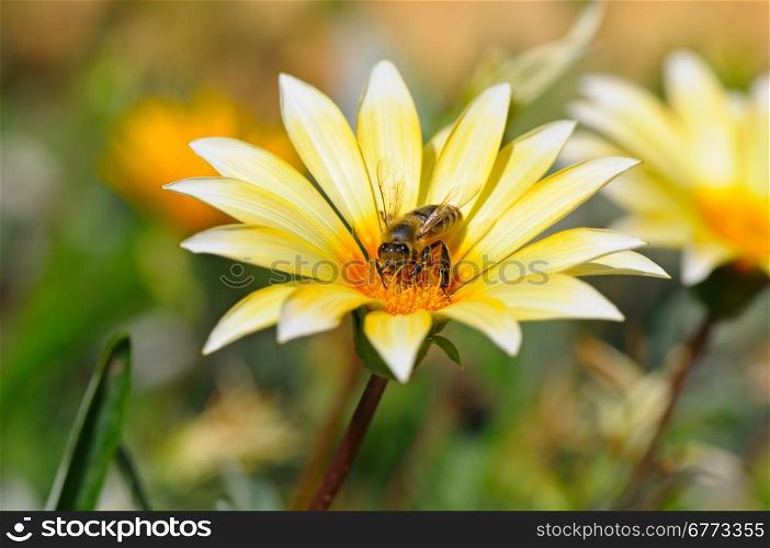 bee on a beautiful flower
