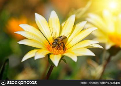 bee on a beautiful flower in the sun