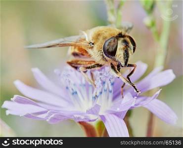 Bee on a field flower. Bee on a field flower in a field