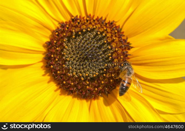 bee on a perfect yellow sunflower in summer