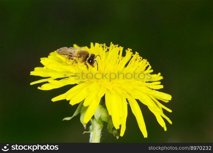 Bee on a spring dandelion