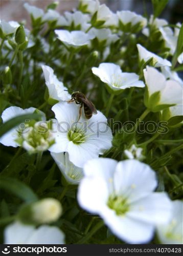 Bee on a white flower