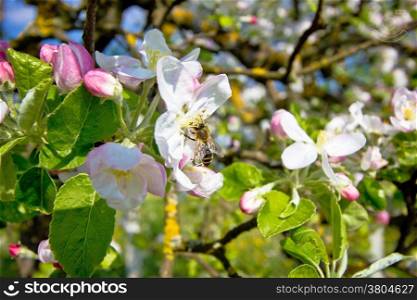 Bee on blossom tree in spring, green nature