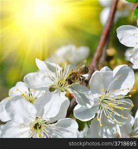 Bee on blossoming, white flowers against green foliage and spring sun